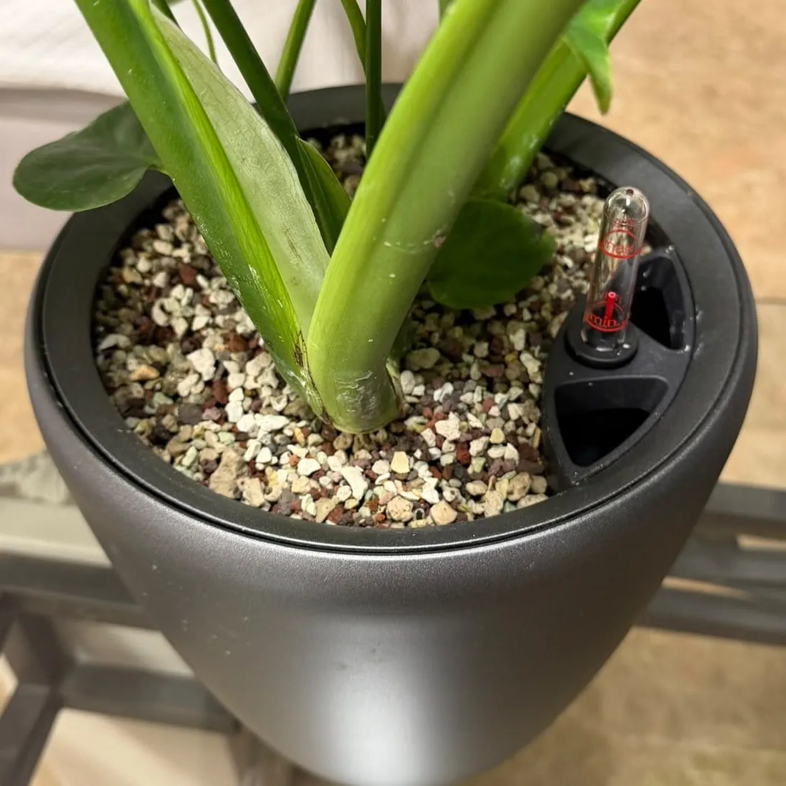 Detalle del sustrato mineral de Vivert alrededor de una monstera