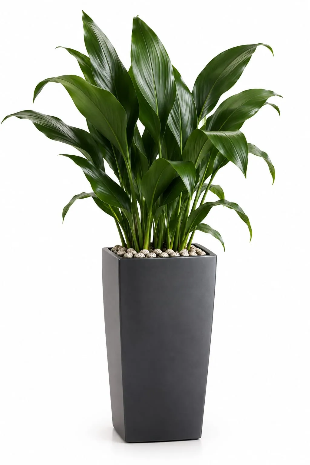 Ejemplo de macetero individual con plantas de interior